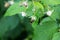 A hardworking bee pollinates a white raspberry flower among green foliage in a vegetable garden