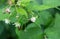 A hardworking bee pollinates a white raspberry flower among green foliage in a vegetable garden