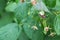 A hardworking bee pollinates a white raspberry flower among green foliage in a vegetable garden