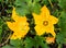 A hardworking bee pollinates a yellow zucchini flower among green foliage in a vegetable garden