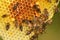 Hardworking bees on honeycomb