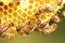 Hardworking bees on honeycomb