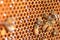 Hardworking bees on honeycomb