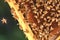 Hardworking bees on honeycomb