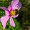 Hardworking bumblebee works on a flower - collects pollen