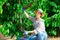 Hardworking female farmer picks cherries while squatting