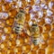 Hardworking honey bees on honeycomb in apiary