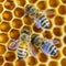 Hardworking honey bees on honeycomb in apiary