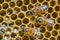 Hardworking honey bees on honeycomb in apiary