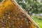 Hardworking honey bees on honeycomb in apiary