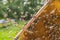 Hardworking honey bees on honeycomb in apiary