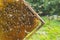 Hardworking honey bees on honeycomb in apiary