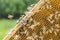 Hardworking honey bees on honeycomb in apiary