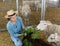 Hardworking kazakh woman feeds alpacas with fresh grass
