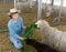 Hardworking kazakh woman feeds alpacas with fresh grass