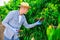 Hardworking male farmer carefully picks cherries on a tree