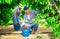 Hardworking male farmer carefully picks cherries on a tree