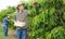 Hardworking male farmer carefully picks cherries on a tree