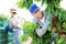 Hardworking male farmer carefully picks cherries on a tree