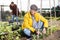 Hardworking mature female farmer tying up bean plants in garden on sunny day