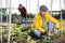 Hardworking mature female farmer tying up bean plants in garden on sunny day