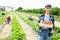 Hardworking woman farmer working on a plantation holding a crate of strawberries