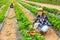 Hardworking young farmer girl collects ripe strawberries on a bed