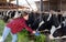 Hardworking young girl on a livestock farm feeds the cows freshly cut grass