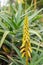 Hardy aloe, Aloiampelos striatula, budding yellow orange flowers