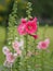 Hardy annual or perennial Althaea include Hollyhock, Marsh Mallow Mallards, and Sweet weed, Pink flower in garden on blurred of