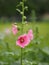 Hardy annual or perennial Althaea include Hollyhock, Marsh Mallow Mallards, and Sweet weed, Pink flower in garden on blurred of