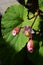 Hardy begonia flowers