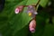 Hardy begonia flowers