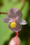 Hardy begonia flowers