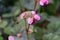 Hardy Begonia grandis subsp. evansiana, budding flowers