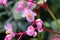 Hardy Begonia grandis subsp. evansiana, close-up pink flowers