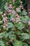 Hardy Begonia grandis subsp. evansiana, pink flowering plants