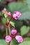 Hardy Begonia grandis subsp. evansiana, pink flowers budding