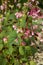Hardy Begonia grandis subsp. sinensis, pink flowers