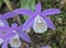 Hardy Chinese orchid Pleione bulbocodioides close-up inflorescence