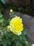 Hardy chrysanthemums flower for fesh mind