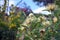 Hardy, drought tolerant water-wise Australian spring garden with white waratahs