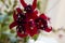 Hardy fuchsia Flower