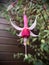 Hardy fuchsia, Hummingbird fuchshia. The botanical name is Fuchsia magellanica.