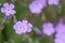 Hardy Geranium magniflorum, close-up purple flowers