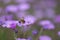 Hardy Geranium magniflorum, purple flower with a honey bee