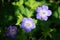 Hardy Geranium Plant flower