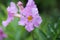 Hardy gloxinia Incarvillea delavayi, pink-lilac flowers