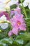 Hardy gloxinia Incarvillea delavayi, trumpet-like pink-lilac flower