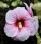 Hardy Hibiscus Pink Spiral